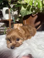 Nova, a female Yorkshire Terrier for sale in Pensacola, FL – 3 of 4