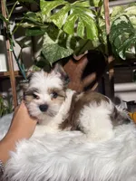 Castiel , a male Yorkshire Terrier for sale in Pensacola, FL – 4 of 5