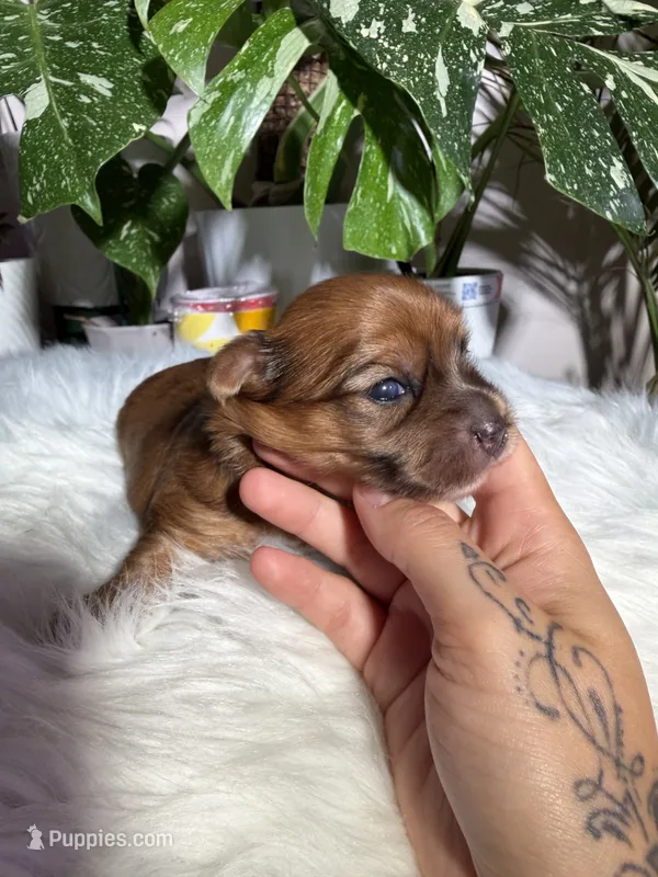 Nova – Yorkshire Terrier puppy for sale in Pensacola, FL