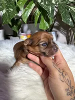 Nova, a female Yorkshire Terrier for sale in Pensacola, FL – 1 of 5