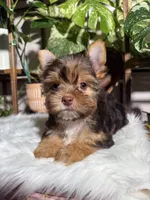 Orion, a male Yorkshire Terrier for sale in Pensacola, FL – 3 of 6