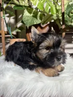 Gabriel, a male Yorkshire Terrier for sale in Pensacola, FL – 2 of 3