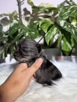 Iris, a female Yorkshire Terrier for sale in Pensacola, FL – 3 of 6