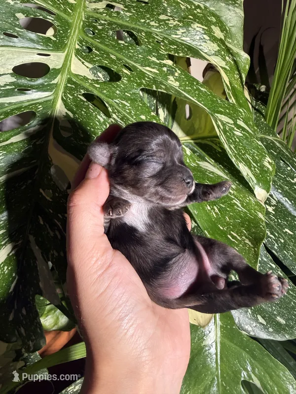 Iris – Yorkshire Terrier puppy for sale in Pensacola, FL