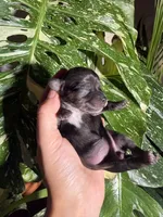 Iris, a female Yorkshire Terrier for sale in Pensacola, FL – 1 of 6