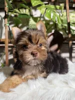 Orion, a male Yorkshire Terrier for sale in Pensacola, FL – 4 of 6