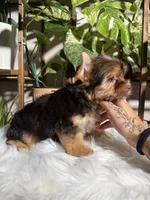 Orion, a male Yorkshire Terrier for sale in Pensacola, FL – 6 of 6