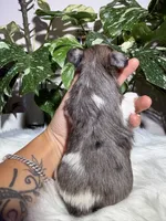Cosmo, a male Yorkshire Terrier for sale in Pensacola, FL – 5 of 5