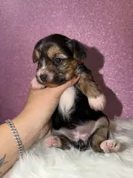 Willow, a female Yorkshire Terrier for sale in Pensacola, FL – Photo 4 of 4