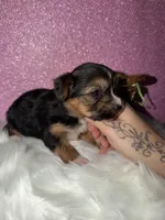 Willow, a female Yorkshire Terrier for sale in Pensacola, FL – Photo 2 of 4