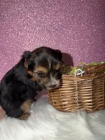 Willow, a female Yorkshire Terrier for sale in Pensacola, FL – Photo 3 of 4