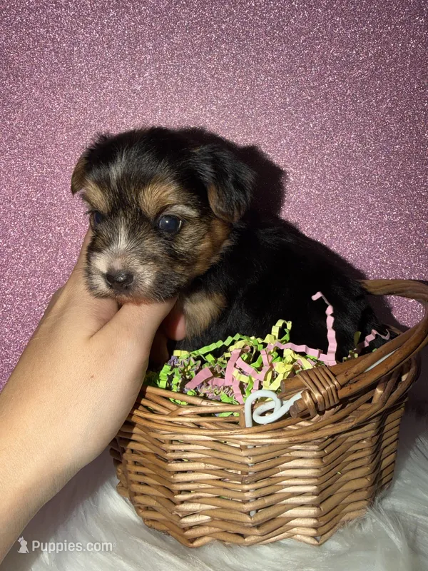 Willow – Yorkshire Terrier puppy for sale in Pensacola, FL