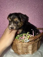 Willow, a female Yorkshire Terrier for sale in Pensacola, FL – Photo 1 of 4