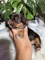 Orion, a male Yorkshire Terrier for sale in Pensacola, FL – 3 of 4