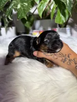 Gabriel, a male Yorkshire Terrier for sale in Pensacola, FL – 4 of 4