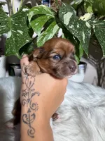 Nova, a female Yorkshire Terrier for sale in Pensacola, FL – 2 of 5
