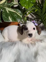 Daisy, a female Jack Russell Terrier and Chihuahua for sale in Pensacola, FL – 2 of 2