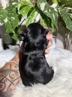 Gabriel, a male Yorkshire Terrier for sale in Pensacola, FL – 2 of 4