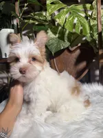 Stella, a female Yorkshire Terrier for sale in Pensacola, FL – 4 of 5