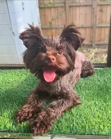Maggie, a female Yorkshire Terrier for sale in Pensacola, FL – 2 of 3