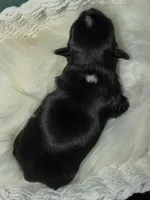 Teddy, a male Yorkshire Terrier for sale in Pensacola, FL – Photo 3 of 9