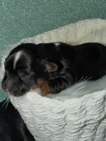 Teddy, a male Yorkshire Terrier for sale in Pensacola, FL – Photo 5 of 9