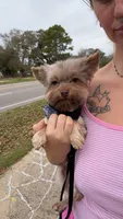 Teddy, a male Yorkshire Terrier for sale in Pensacola, FL – Photo 6 of 9