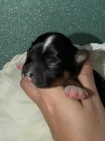 Teddy, a male Yorkshire Terrier for sale in Pensacola, FL – Photo 4 of 9