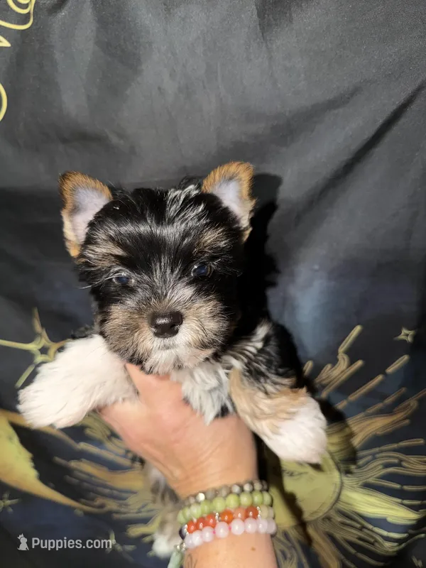 Teddy – Yorkshire Terrier puppy for sale in Pensacola, FL