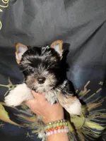 Teddy, a male Yorkshire Terrier for sale in Pensacola, FL – Photo 1 of 8