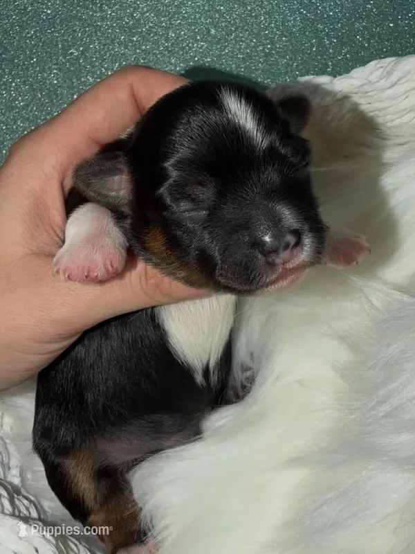 Teddy – Yorkshire Terrier puppy for sale in Pensacola, FL