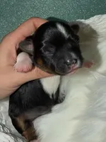 Teddy, a male Yorkshire Terrier for sale in Pensacola, FL – Photo 1 of 9