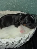 Teddy, a male Yorkshire Terrier for sale in Pensacola, FL – Photo 7 of 9