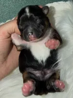 Teddy, a male Yorkshire Terrier for sale in Pensacola, FL – Photo 2 of 9