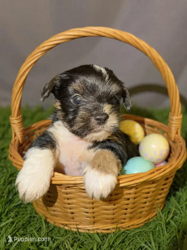 Teddy – Yorkshire Terrier puppy for sale in Pensacola, FL