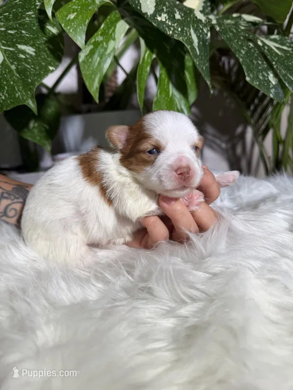 Stella – Yorkshire Terrier puppy for sale in Pensacola, FL