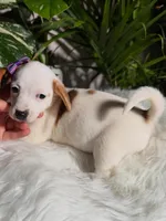 Cookie, a female Jack Russell Terrier and Chihuahua for sale in Pensacola, FL – 2 of 2