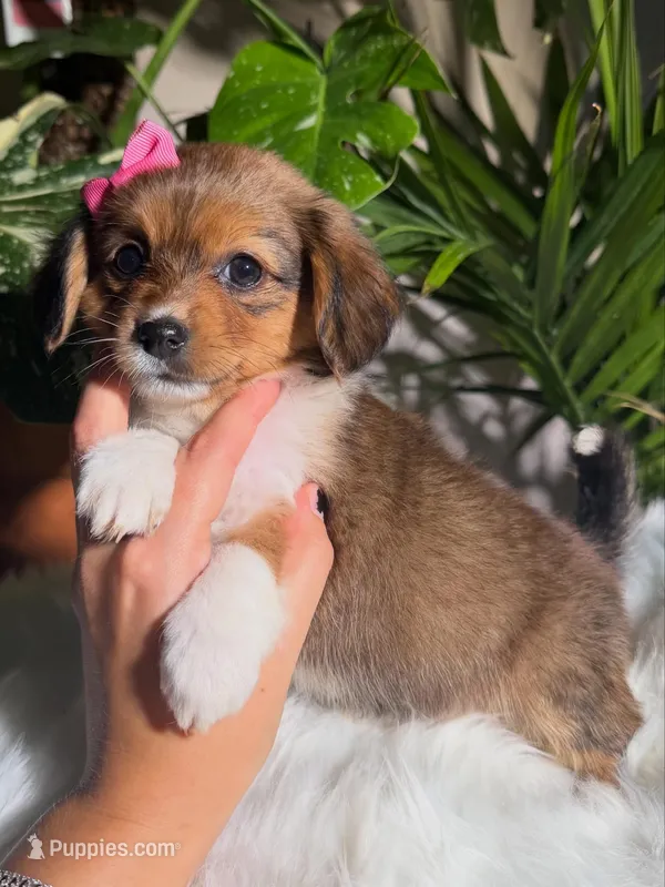 Sweet Pea – Jack Russell Terrier, Chihuahua puppy for sale in Pensacola, FL