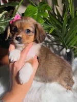 Sweet Pea, a female Jack Russell Terrier and Chihuahua for sale in Pensacola, FL – 1 of 2