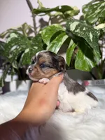 Cosmo, a male Yorkshire Terrier for sale in Pensacola, FL – 4 of 5