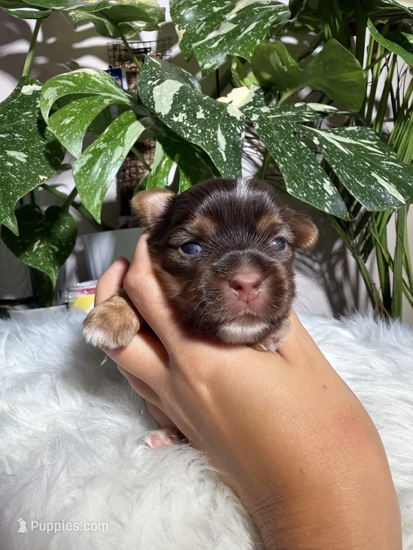 Orion – Yorkshire Terrier puppy for sale in Pensacola, FL