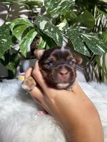 Orion, a male Yorkshire Terrier for sale in Pensacola, FL – 1 of 4