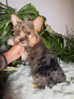 Dunkin, a male Yorkshire Terrier for sale in Pensacola, FL – 4 of 9