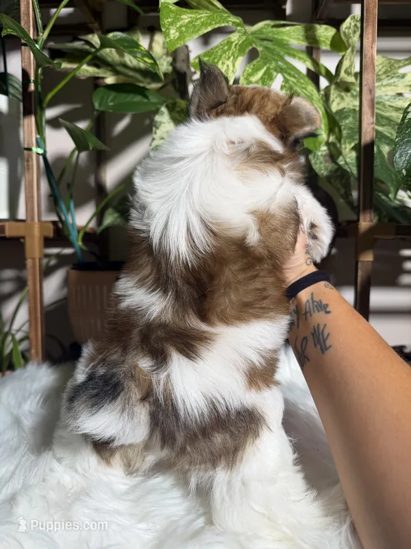 Castiel  – Yorkshire Terrier puppy for sale in Pensacola, FL