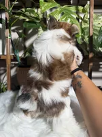 Castiel , a male Yorkshire Terrier for sale in Pensacola, FL – 1 of 5