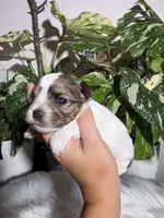 Lily, a female Yorkshire Terrier for sale in Pensacola, FL – 4 of 4