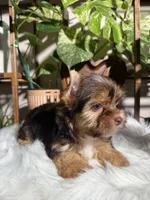 Orion, a male Yorkshire Terrier for sale in Pensacola, FL – 1 of 6