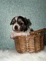 Sunny, a male Yorkshire Terrier for sale in Pensacola, FL – Photo 3 of 5