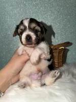 Sunny, a male Yorkshire Terrier for sale in Pensacola, FL – Photo 4 of 5