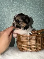 Sunny, a male Yorkshire Terrier for sale in Pensacola, FL – Photo 2 of 5